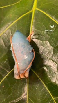 a blue druzy stone is sitting on a leaf