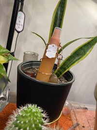 a cactus plant in a pot on a table