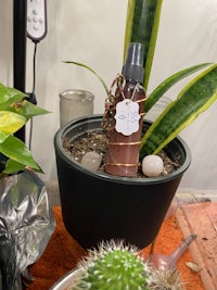 a cactus plant in a pot on a table