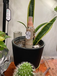 a plant in a pot with a bottle on it